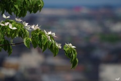 町並みを背景に＃山法師