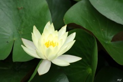睡蓮