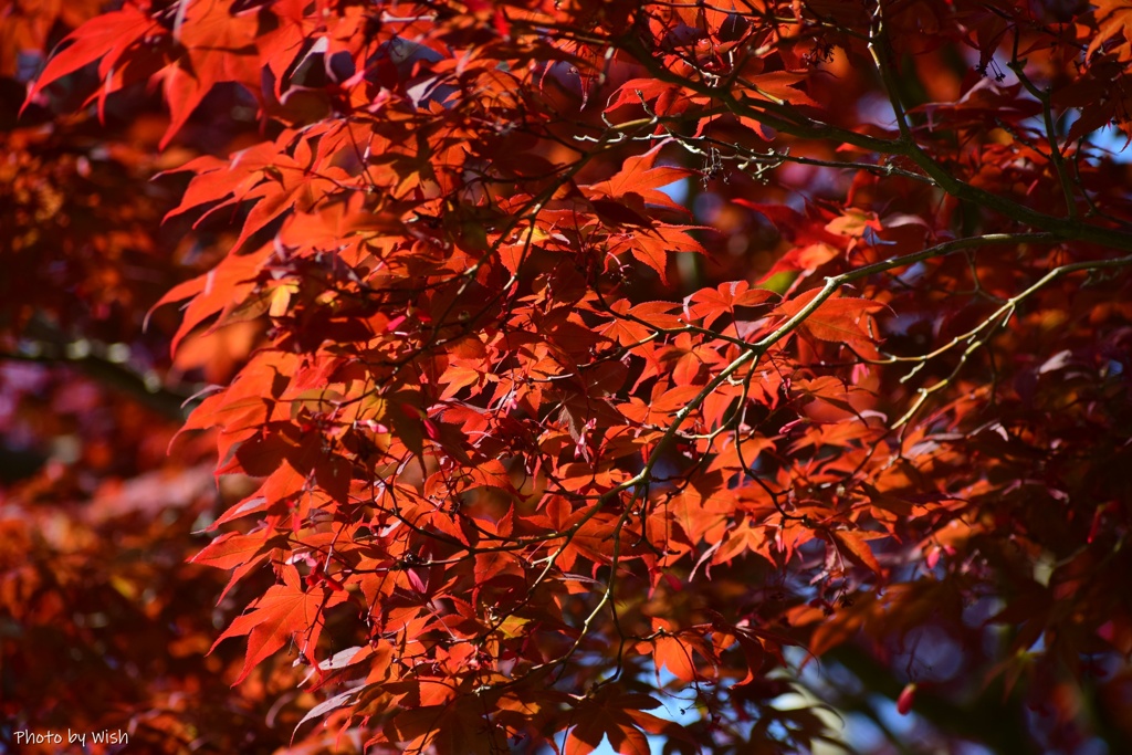 春紅葉