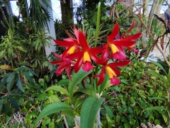 温室に咲く花