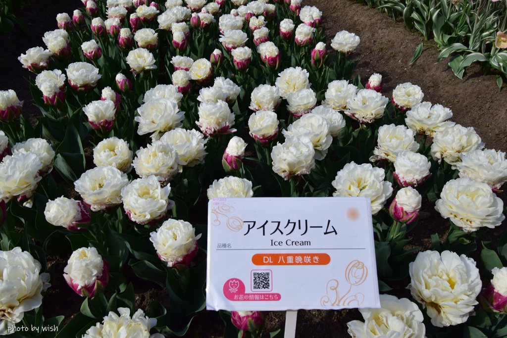 アイスクリーム