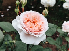 華やか