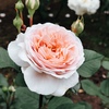 華やか