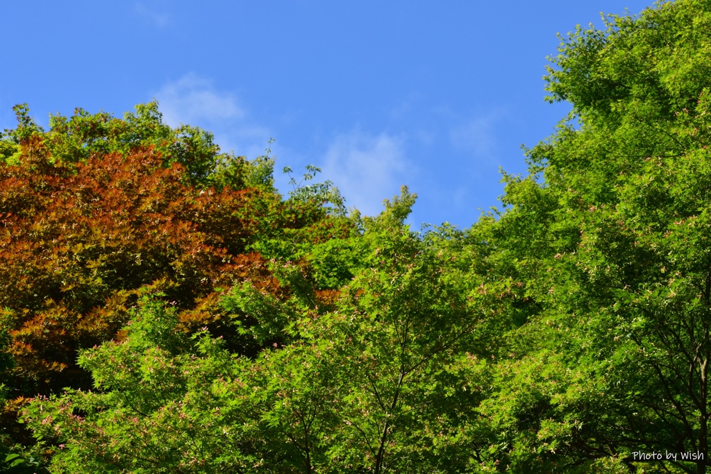 6月の青空