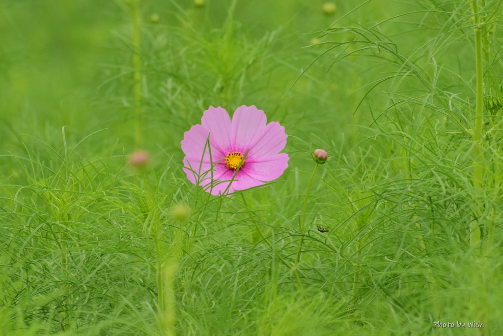 開花が進まない