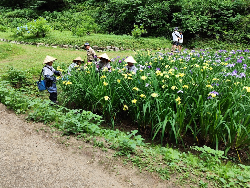 花摘み作業