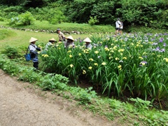 花摘み作業