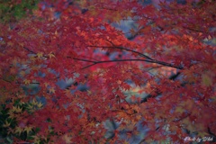 12月の紅葉