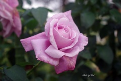 秋薔薇