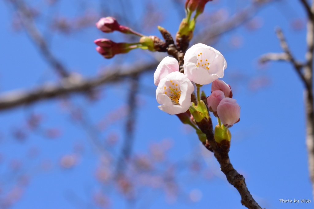 蕾から開花へ