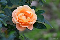 秋薔薇