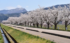 残雪の山と桜並木