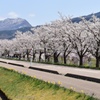 残雪の山と桜並木