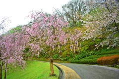 雨の枝垂桜