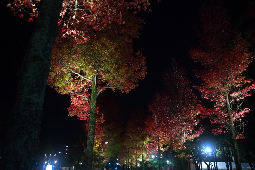 夜の紅葉：楓通り