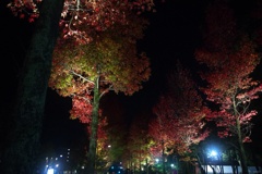 夜の紅葉：楓通り