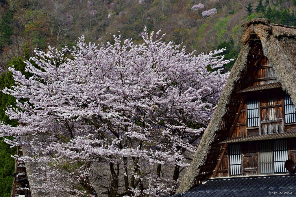 桜のある風景