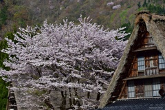 桜のある風景