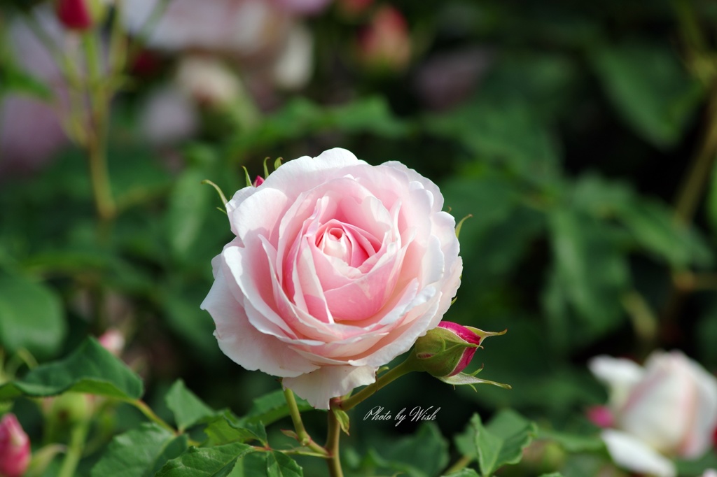 6月の薔薇