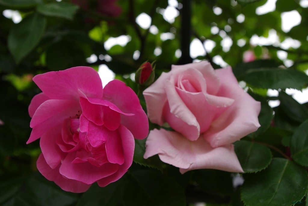 pink&red color