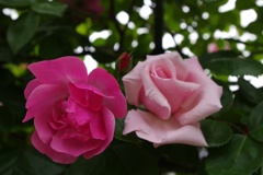 pink&red color