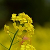 菜の花
