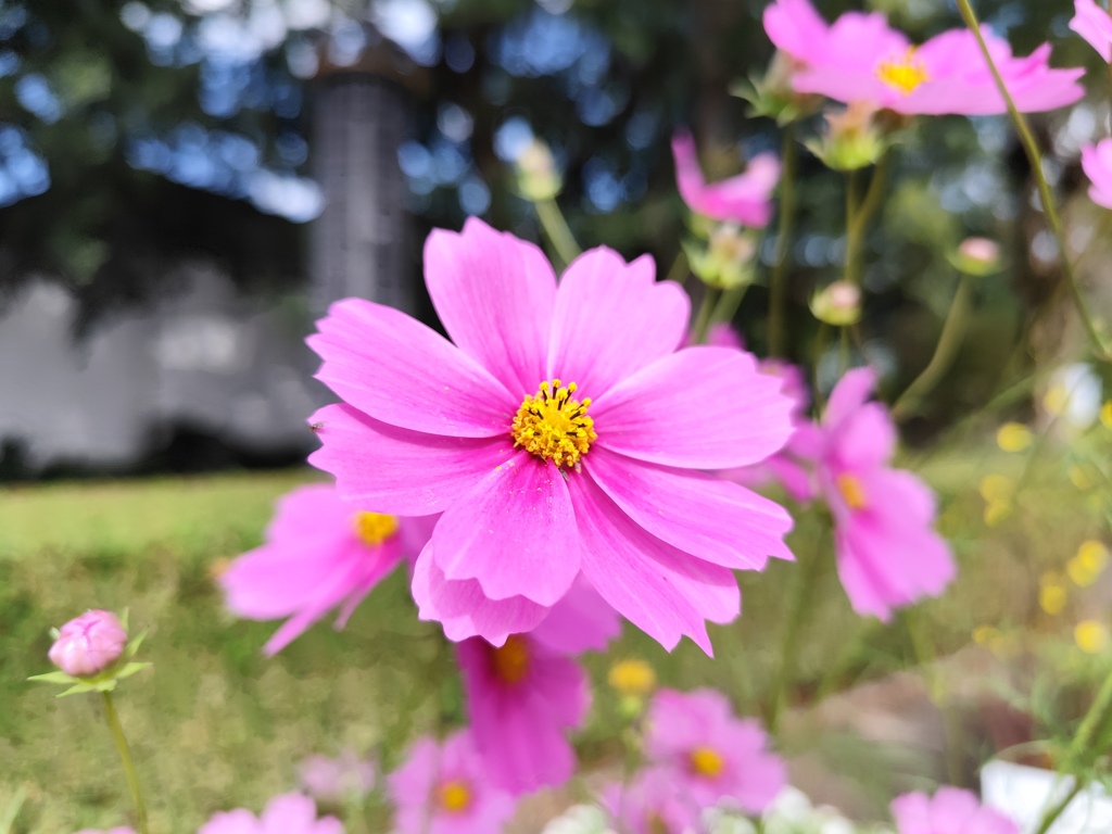 秋桜