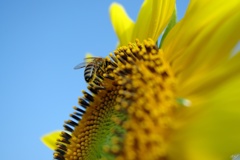 Bees and sunflowers