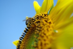 Bees and sunflowers