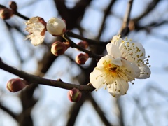 咲き始めた頃に