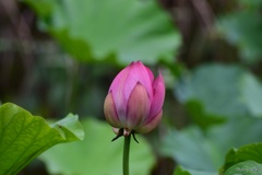蓮花