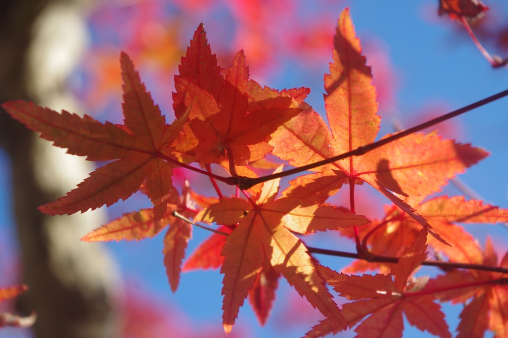青空と紅色に染まる紅葉