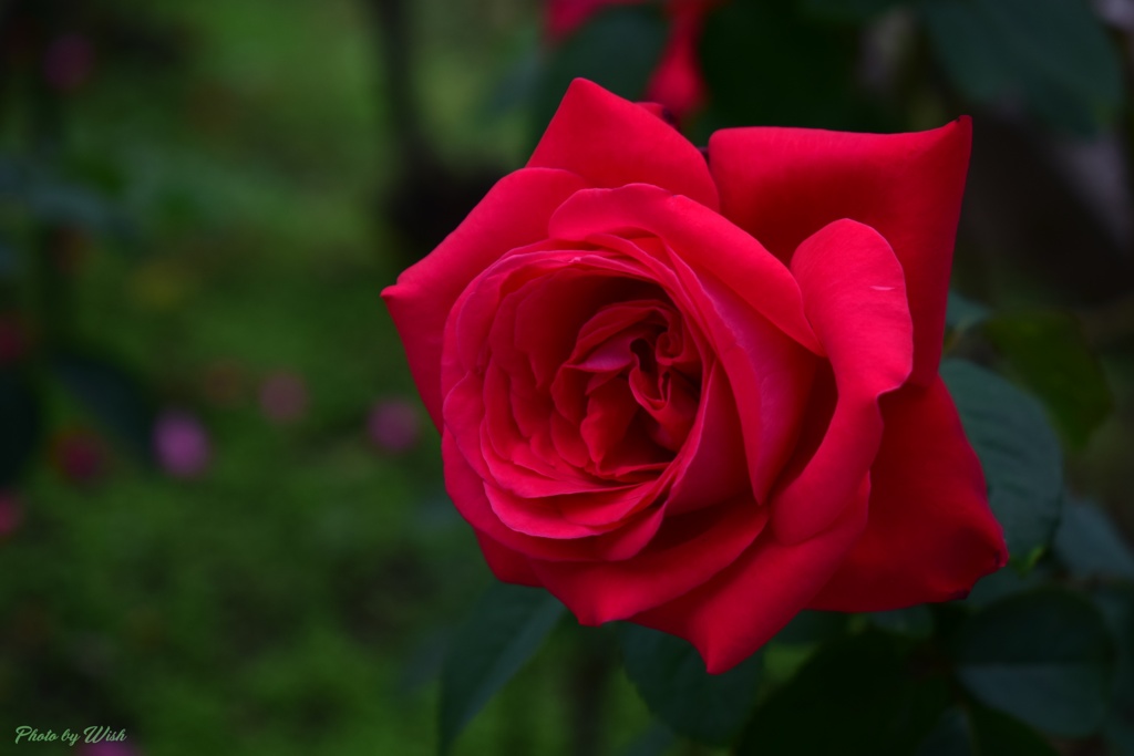 秋の薔薇