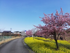 春の風景