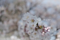 さくら咲く