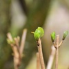 新たな芽吹き