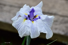 花しょうぶ
