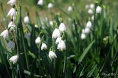 スノーフレーク