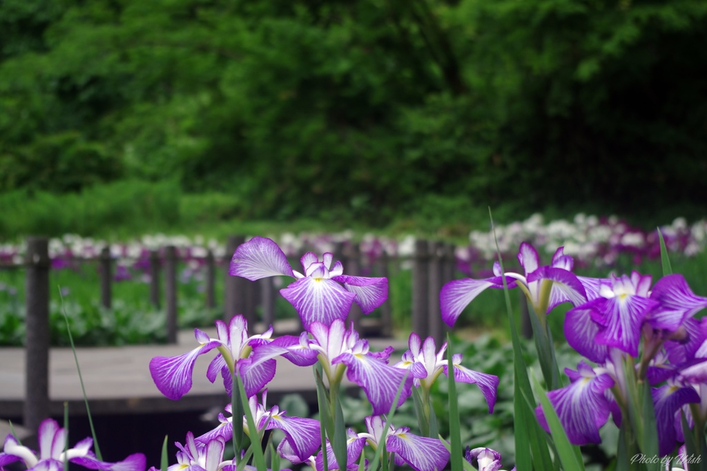 頼成の森
