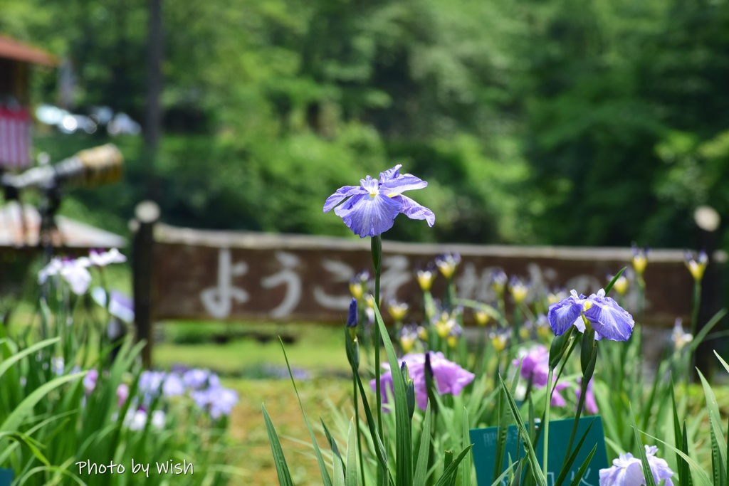 背の高い花菖蒲