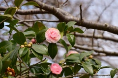 乙女の開花