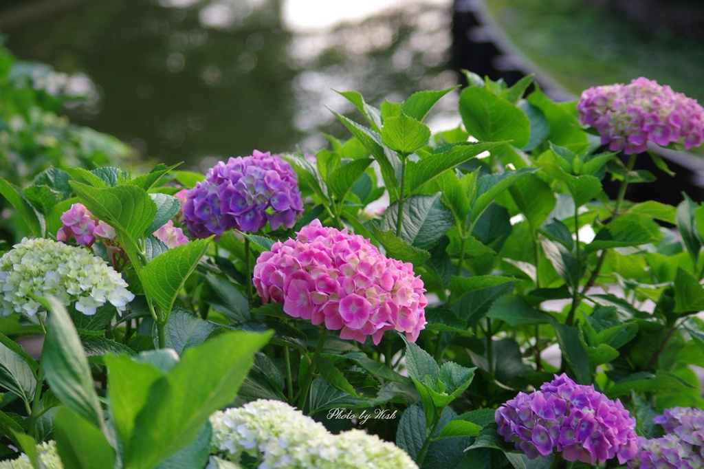 からふる紫陽花