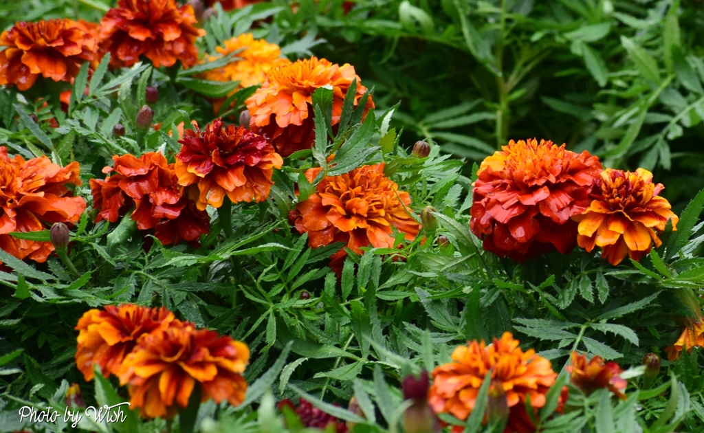 １１月のマリーゴールド