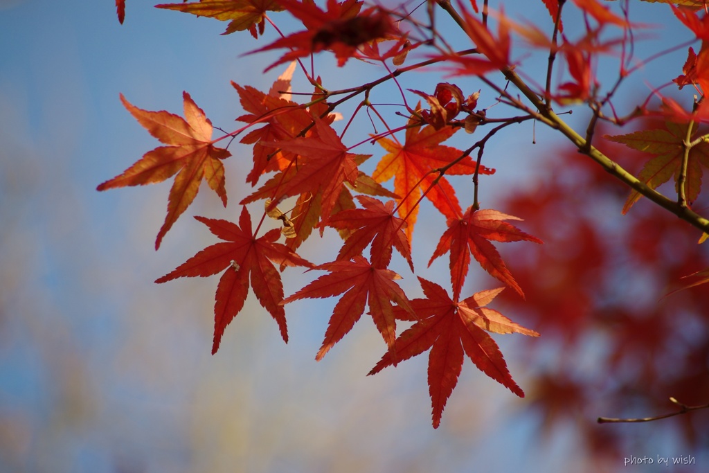 色付く紅葉