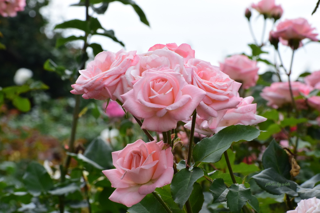 6月の薔薇