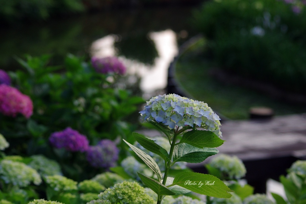 色付き始めた紫陽花