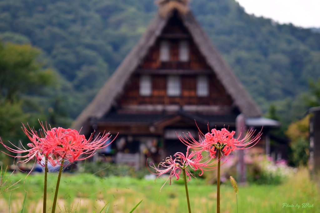 秋の菅沼合掌集落