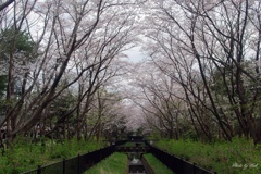 桜並木