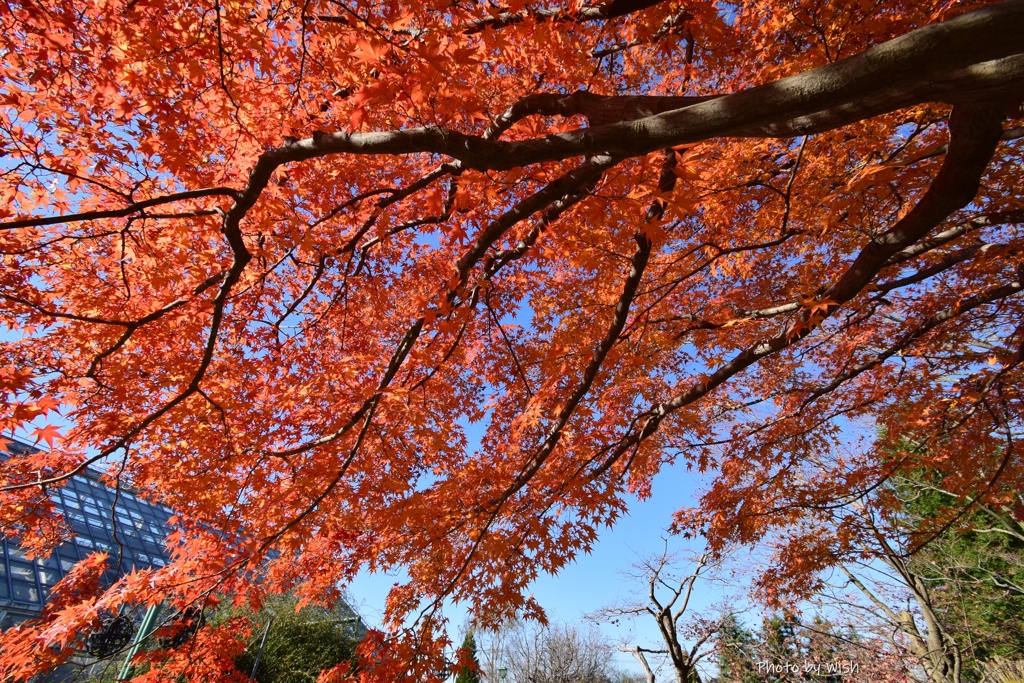 今が見頃の紅葉