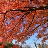 今が見頃の紅葉